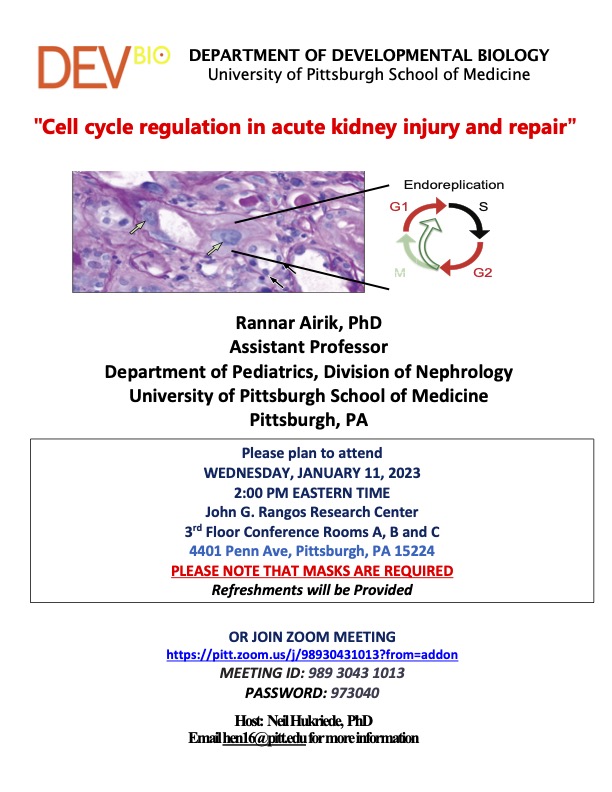 Rannar Airik - Cell cycle regulation in acute kidney injury and repair